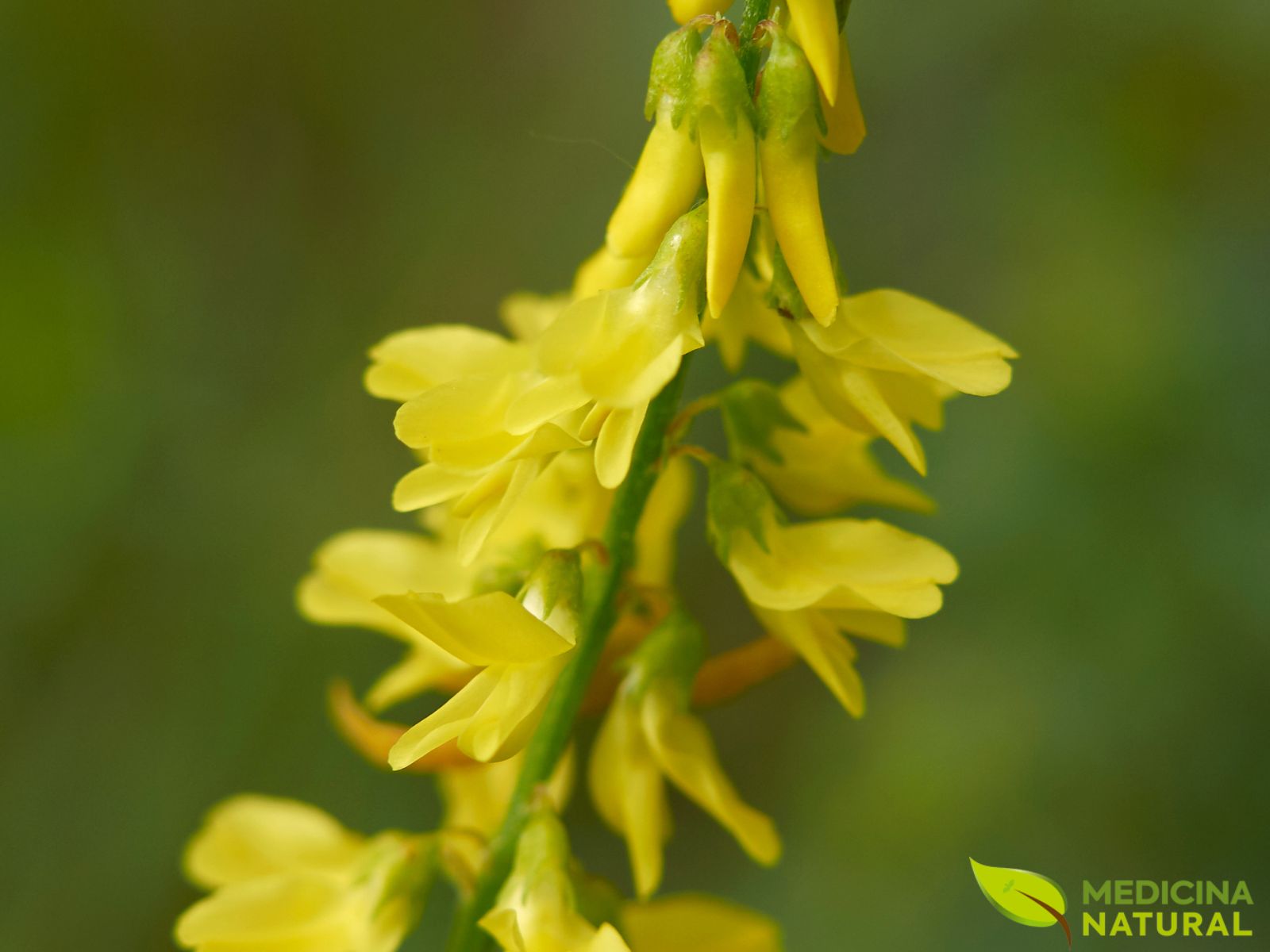 Meliloto - trevo-amarelo - Melilotus officinalis