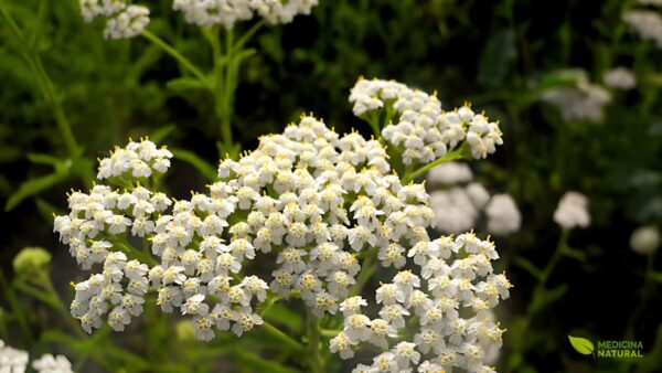 Mil-folhas - Achillea milefolium