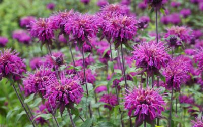 Monarda: Guia do Remédio Natural para Tosse e Indigestão