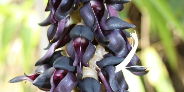 Cacho pendente de flores arroxeadas de mucuna entre folhas verdes de três folíolos