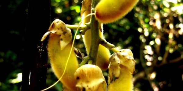 Vagens curvas de mucuna cobertas de pelos amarelo-acastanhados, presas à trepadeira