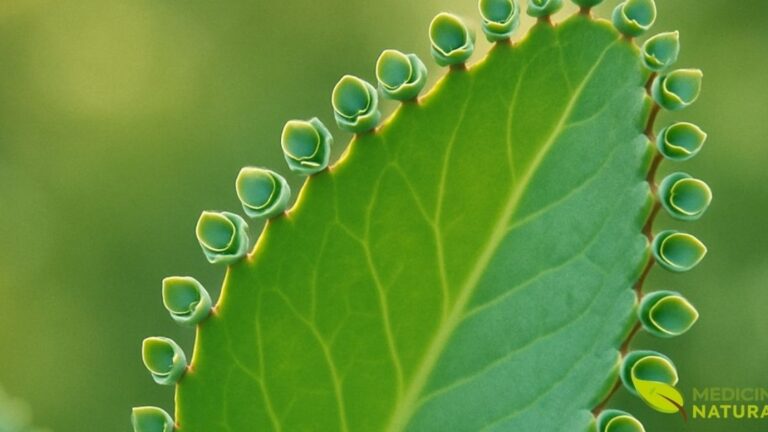 Close-up das mudas adventícias (plântulas) que se formam naturalmente nas bordas serrilhadas das folhas de Kalanchoe pinnata. Essas pequenas plantas completas, com raízes e folhas, caem no solo e geram novas plantas, garantindo a propagação eficiente da espécie.