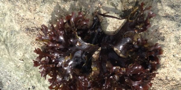 Alga vermelha Chondrus crispus (musgo irlandês) com frondes ramificadas sobre rocha na zona entremarés