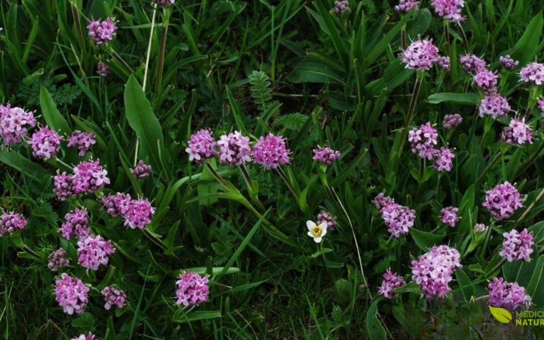 Nardo (Nardostachys jatamansi): o Perfume Bíblico Hoje Ameaçado