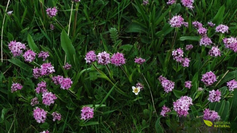 Nardostachys jatamansi DC. (Caprifoliaceae, subfamília Valerianoideae) é uma planta herbácea perene, anã e rizomatosa, que cresce exclusivamente nas altitudes extremas do Himalaia, entre 3.000 e 5.000 metros. Adaptada a condições alpinas severas, esta pequena planta raramente ultrapassa 30 cm de altura, mas desenvolve um sistema radicular profundo e aromático que é o coração de suas propriedades medicinais. Suas folhas basais formam uma roseta compacta, enquanto as flores rosa-púrpura se agrupam em inflorescências terminais durante o curto verão alpino. A planta é coberta por pelos finos que a protegem do frio intenso e da radiação UV elevada. Devido à sua distribuição restrita e à colheita excessiva, está criticamente ameaçada de extinção.