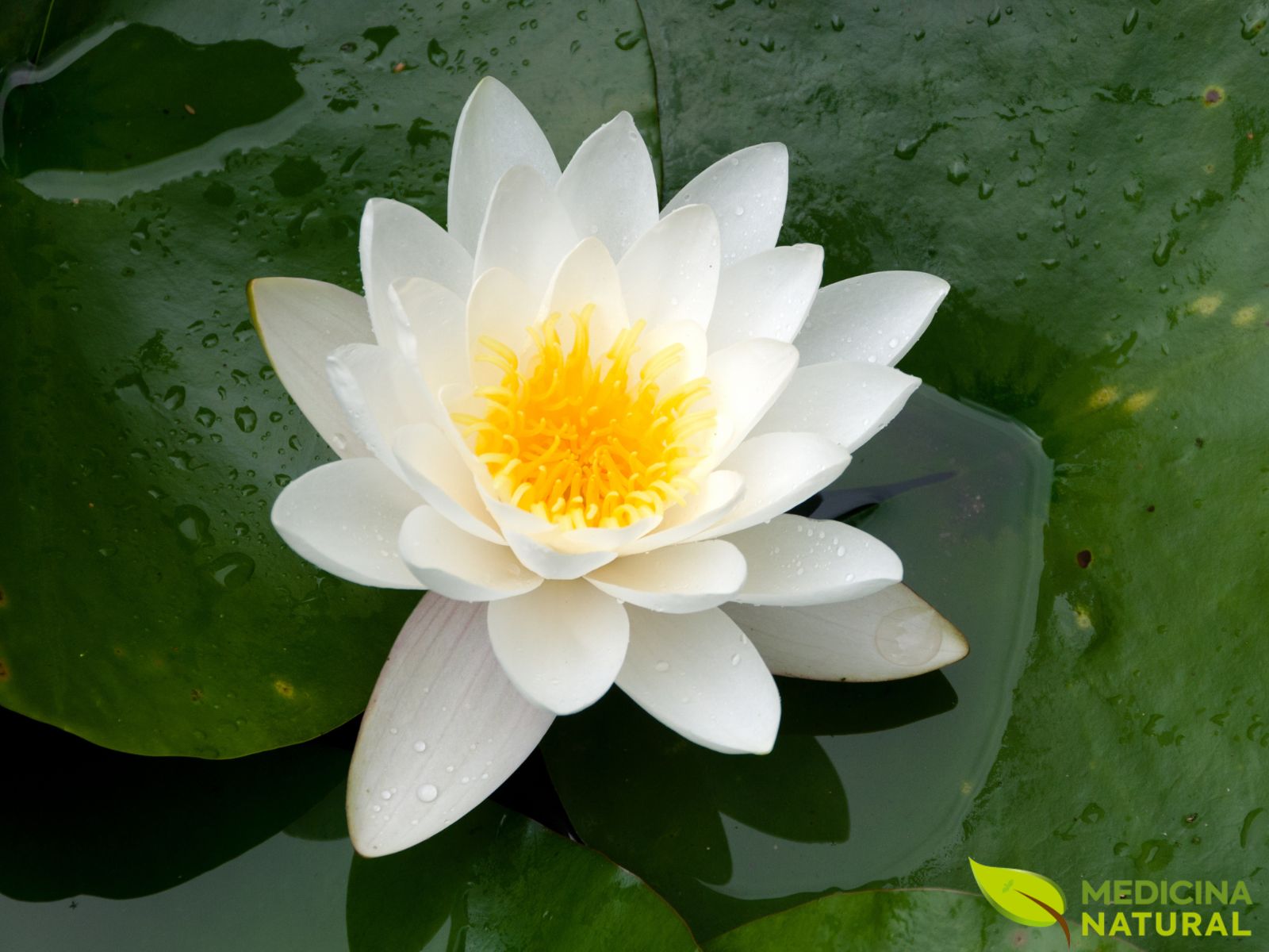 Lírio-branco - Nymphaea alba