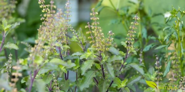 Inflorescências de Ocimum tenuiflorum (tulsi, manjericão-sagrado)