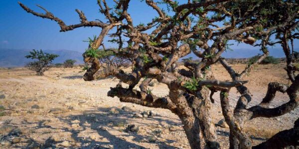 Árvore de Boswellia em paisagem árida e pedregosa, com galhos retorcidos e folhagem esparsa