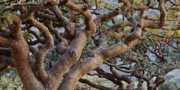 Detalhe dos galhos retorcidos e da casca descamante de uma árvore de Boswellia, de onde se extrai a resina de olíbano