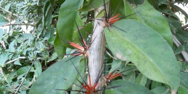 Caule de ora-pro-nóbis com espinhos vermelhos entre as folhas
