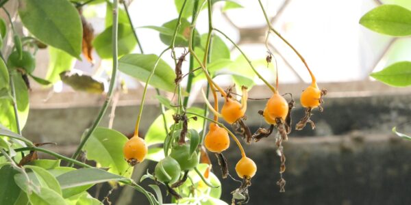 Ramo de ora-pro-nóbis com folhas verdes e frutos alaranjados