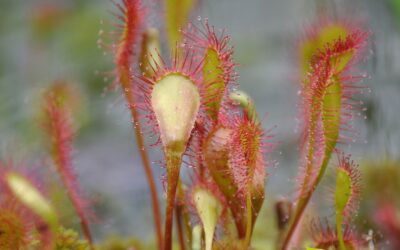 Orvalhinha (drosera): veja para que serve