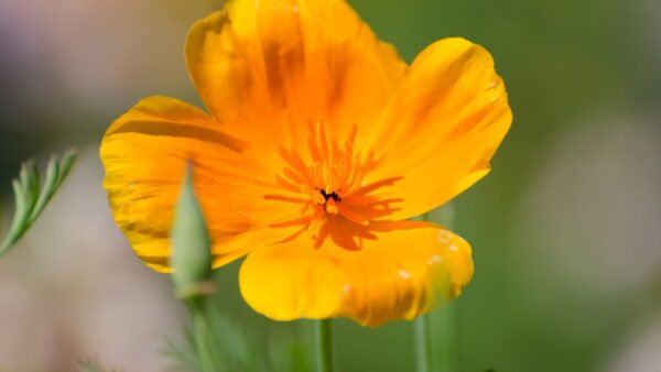 Papoula-da-Califórnia - Eschscholzia californica