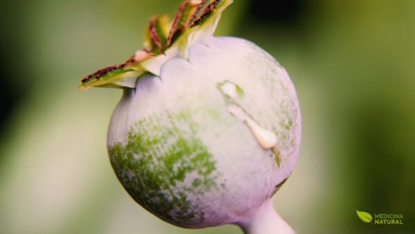 Papaver somniferum - PAPOULA-DO-ÓPIO; PAPOULA-SOMNÍFERA