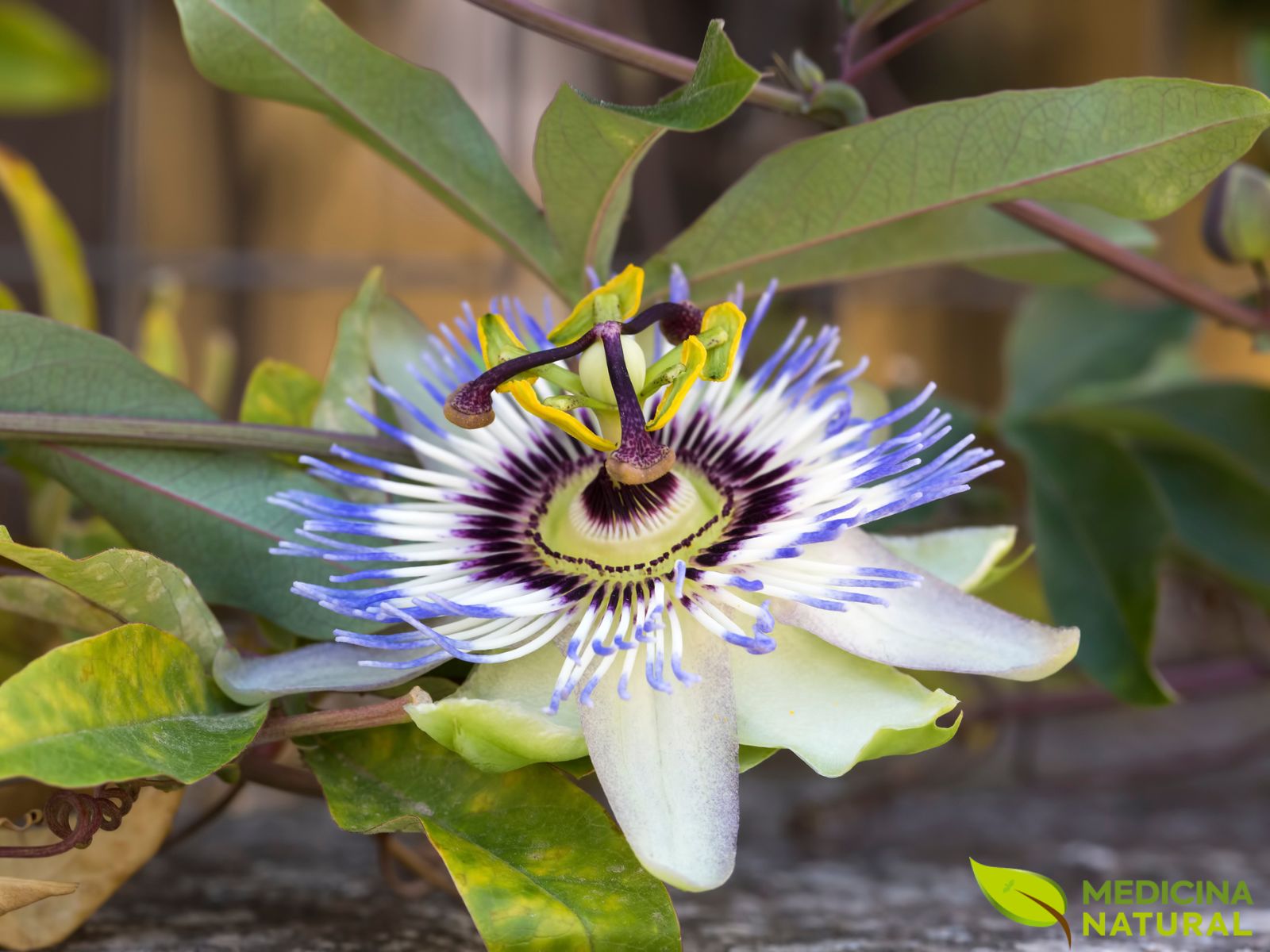 Passiflora foetida - MARACUJÁ-DE-CHEIRO; MARACUJÁ-DO-MATO