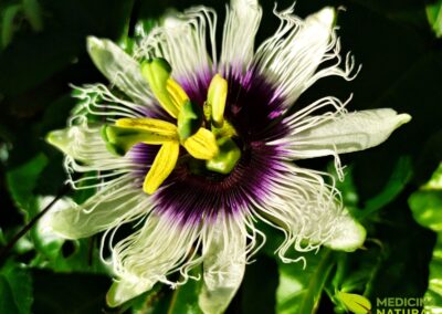 A flor de maracujá, ou Passiflora, é uma obra de arte da natureza. Sua estrutura complexa e cores deslumbrantes, variando do branco ao roxo, simbolizam a Paixão de Cristo. Esta imagem detalhada revela a beleza que inspirou seu nome e fascina botânicos e jardineiros, sendo um prenúncio do fruto saboroso que está por vir.