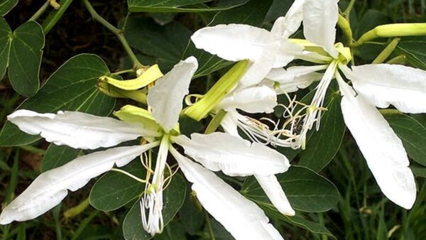 Pata-de-vaca - Bauhinia forficata
