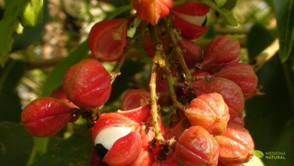 Paullinia cupana - Guaraná