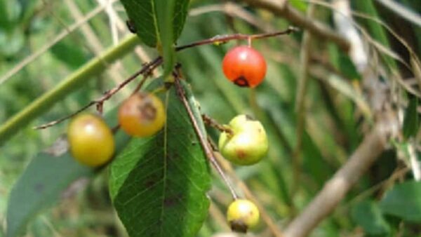 Pedra-ume-caá - Myrcia sphaerocarpa