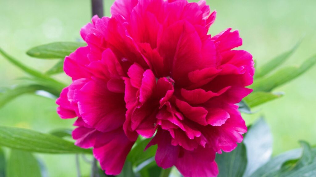 Peônia - Paeonia officinalis