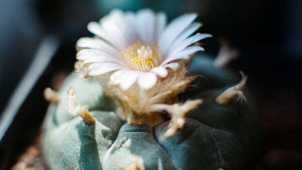 Peiote (peyote) - Lophophora williamsii
