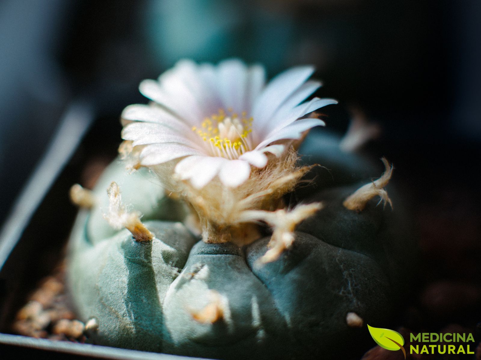 Peiote (peyote) - Lophophora williamsii