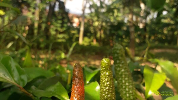 Pilocarpus microphyllus - JABORANDI