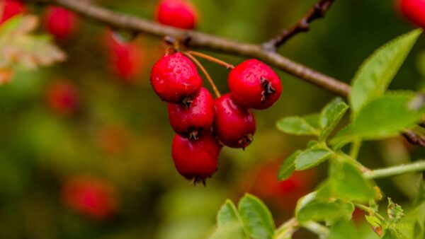 Pilriteiro - Crataegus monogyna