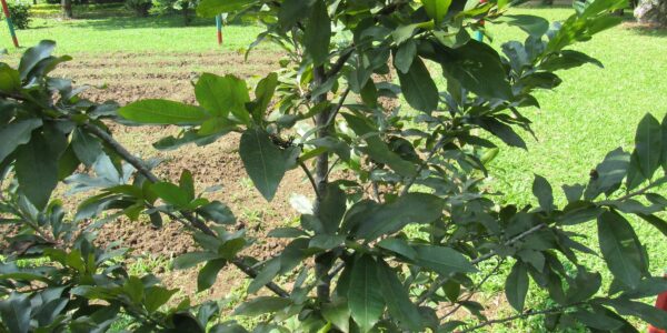 Árvore de pistache com folhas compostas, cultivada em jardim botânico