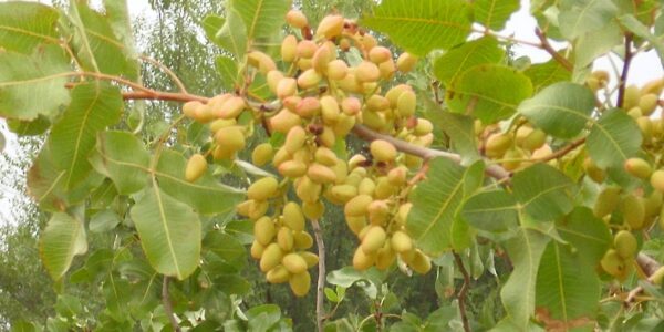 Cacho de frutos de pistache (Pistacia vera) ainda no galho, com a casca rosada característica
