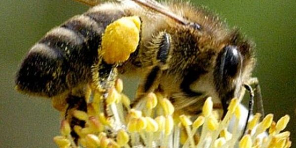 Abelha coletando pólen sobre estames de flor amarela