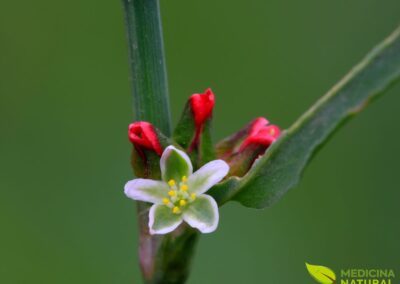 Polygonum aviculare - CENTINODIA; ERVA-DE-PASSARINHO