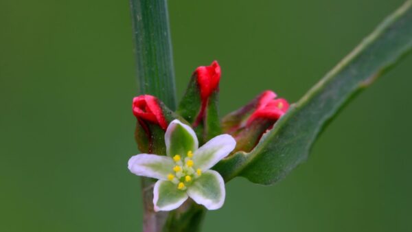 Polygonum aviculare - CENTINODIA; ERVA-DE-PASSARINHO