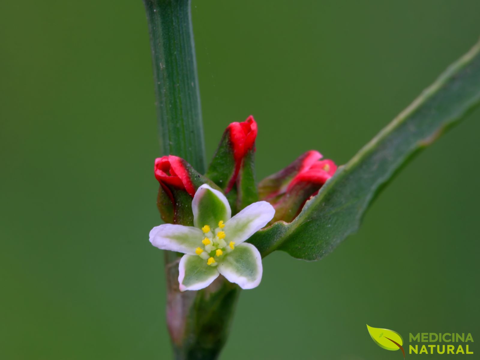 Polygonum aviculare - CENTINODIA; ERVA-DE-PASSARINHO