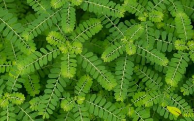 Quebra-Pedra (Phyllanthus niruri): O Aliado Natural da Saúde