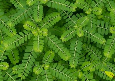 Um tapete verde formado por folhas de quebra-pedra. A imagem realça a textura e o padrão repetitivo das folhas, criando uma visão hipnotizante. É uma representação da abundância e da força da natureza, mostrando como uma pequena planta pode cobrir extensas áreas, oferecendo seus benefícios de forma generosa e ampla.