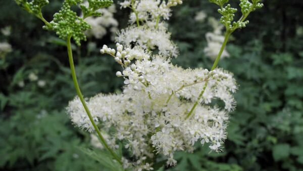 Rainha-do-prado - Filipendula ulmaria