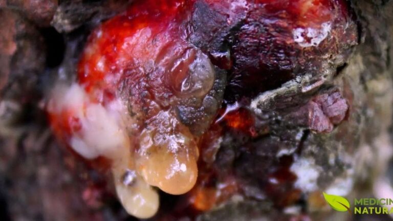 Os taninos são uma arma química crucial no arsenal de defesa das plantas. Eles não apenas dissuadem herbívoros com seu sabor, mas também podem inibir o crescimento de bactérias e fungos patogênicos, protegendo a planta de uma ampla gama de ameaças ambientais.