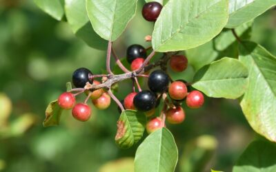 Frângula: saiba para que serve o chá