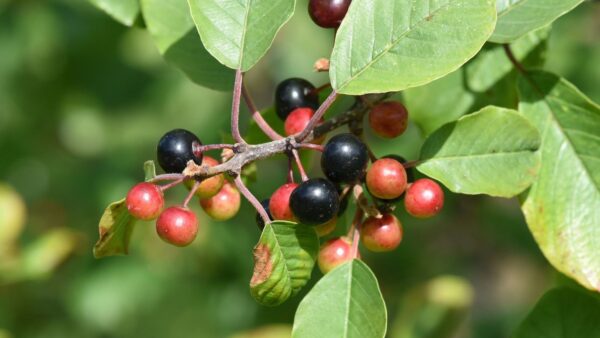 Amieiro-negro (frângula) - Rhamnus frangula