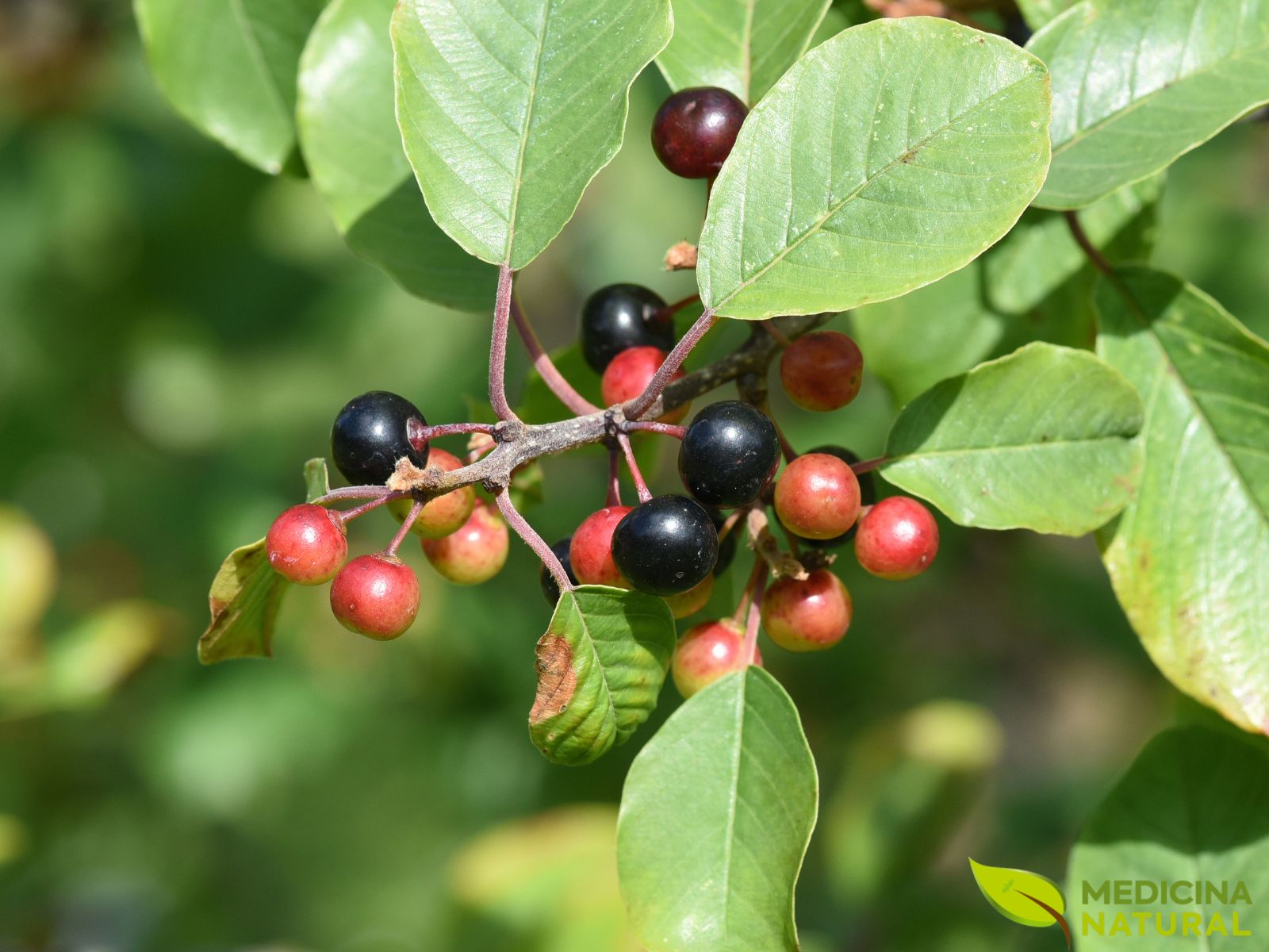 Amieiro-negro (frângula) - Rhamnus frangula