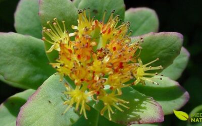 Musculação Natural: Ganhe Massa Muscular com Ashwagandha