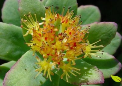 A Rhodiola rosea é um adaptógeno poderoso que combate a fadiga central e aumenta a resistência física. Melhora a utilização de oxigênio e a produção de ATP nas células musculares. A dose ideal é de 200-600 mg tomada 30-60 minutos antes do treino. Permite treinos mais longos e intensos sem efeitos colaterais significativos.