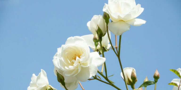 Galho de roseira branca em plena floração, pétalas abertas contra o céu azul
