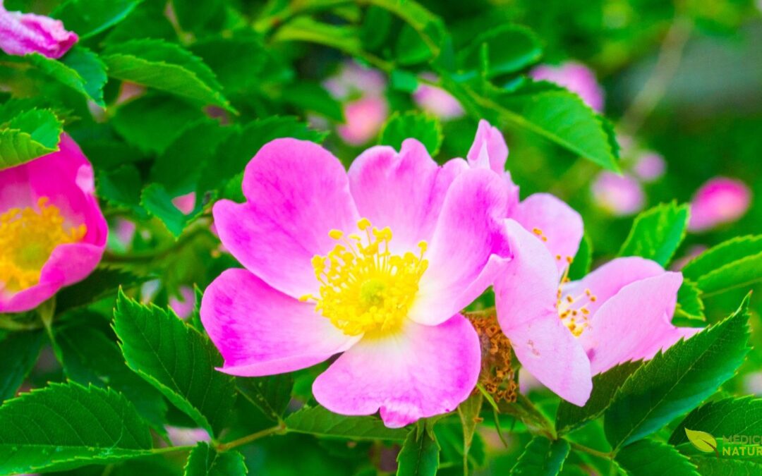 Chá de Rosa Mosqueta (Rosa canina): Para Que Serve e Como Preparar