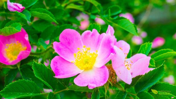 Rosa mosqueta (Rosa canina)