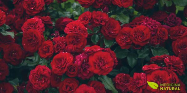 Canteiro denso de rosas vermelhas em flor