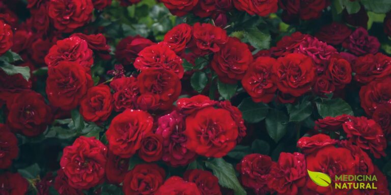 Canteiro denso de rosas vermelhas em flor