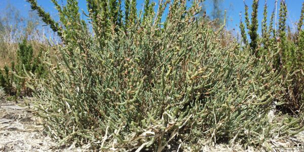 Touceira de salicórnia (Salicornia perennis) com ramos verdes suculentos e segmentados, em ambiente rochoso