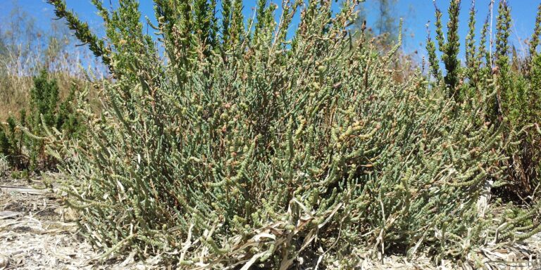 Touceira de salicórnia (Salicornia perennis) com ramos verdes suculentos e segmentados, em ambiente rochoso